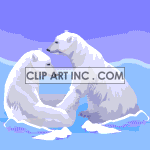animated polar bears playing animation. Royalty-free animation # 119073