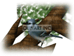   blue jay bird birds  bluejay.gif Animations 3D Animals 