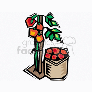 Sack of tomatoes next to tomatoes growing on the vine clipart.
