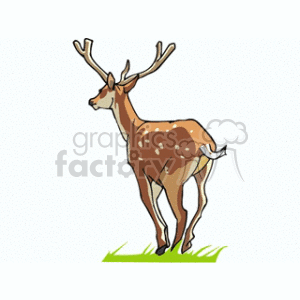   deer antlers brown running animal doe deers  deer7.gif Clip Art Animals 
