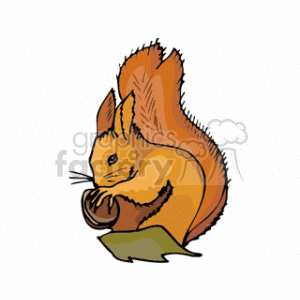 Squirrel chewing on a nut clipart.