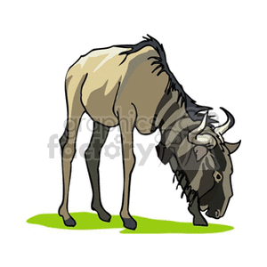 Peaceful grazing wildebeest clipart. Royalty-free image # 129700