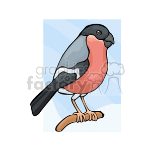 Side profile of a bull finch clipart. Royalty-free image # 130257