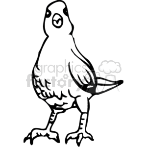 Black and white pigeon