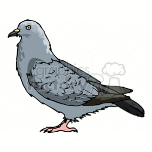clipart - Gray and black dove.