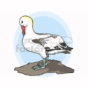 Seagull standing on beach clipart. Commercial use image # 130348