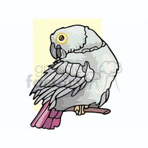 African gray parrot perched and pruning its plumage clipart. Royalty-free image # 130546