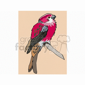 clipart - Close-up of a pine grosbeak finch perched on a branch.