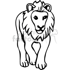 Black and white male lion on walking on all fours clipart.