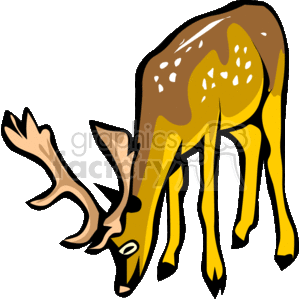 Grazing reindeer with spots and full rack of horns clipart. Royalty-free image # 131198