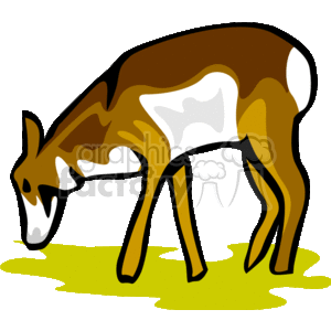 Baby antelope calf grazing on grass clipart.
