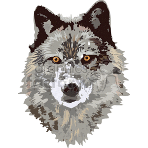 dingo dingos dog dogs animals canine canines wolf wolves coyote coyotes  Wolf0001.gif Clip Art Animals Dogs  face