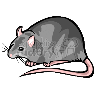 rat clipart. Royalty-free image # 133363