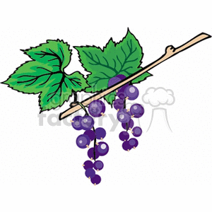 berry21212 clipart. Commercial use image # 151803