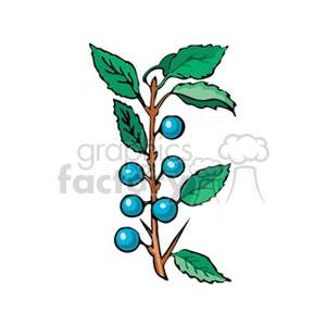 blueberries clipart. Royalty-free image # 151813