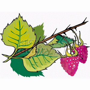 berry15 clipart. Commercial use image # 151815