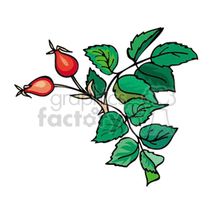 berry4 clipart. Royalty-free image # 151819