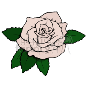 diclulu_rose clipart. Royalty-free image # 152015