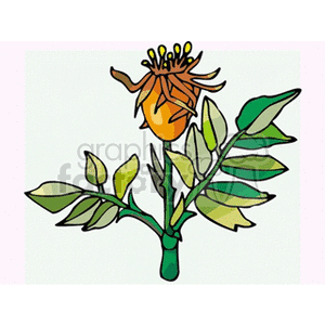 hedgerose clipart. Commercial use image # 152070
