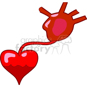   heart hearts medical human anatomy  heart803.gif Clip Art Science Health-Medicine 