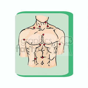   anatomy human humans body parts chest muscle muscles  map2.gif Clip Art Science Health-Medicine 