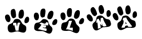 The image shows a row of animal paw prints, each containing a letter. The letters spell out the word Velma within the paw prints.