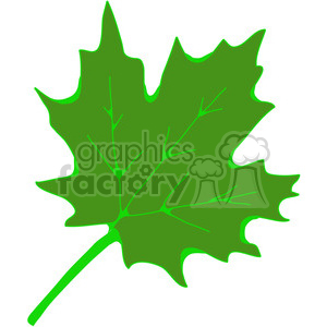 green Sugar Maple Leaf clipart. Royalty-free image # 387437