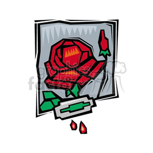 Close-up of red rose in full bloom clipart. Commercial use image # 128661