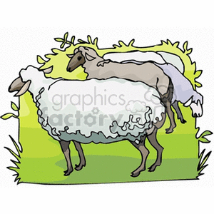 Multiple adult sheep graze in a green pasture clipart. Royalty-free image # 128681