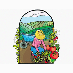 clipart - Woman in a straw hat harvesting tomatoes in a field.