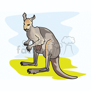 kangaroo4
