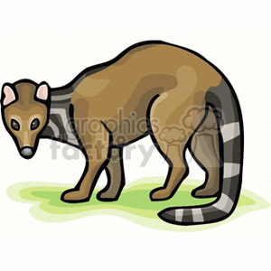   zibet animal black white tail fox lemur Australia  zibet.gif Clip Art Animals 