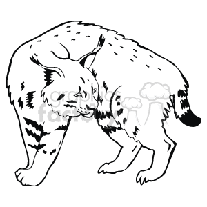  lynx  Clip Art Animals 