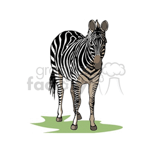 Forward facing zebra  clipart. Commercial use image # 129760