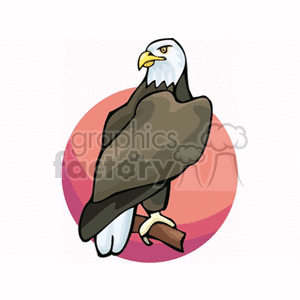 Majestic American Bald Eagle clipart.