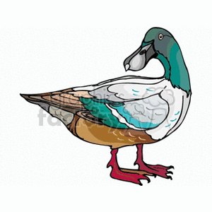 Duck- grey crested with white brown and teal feathers clipart.