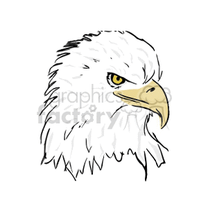 clipart - detail of Bald Eagle head.
