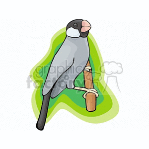 Black crested finch clipart. Commercial use image # 130410