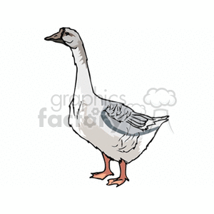   bird birds animals goose geese  goose2.gif Clip Art Animals Birds white and gray profile