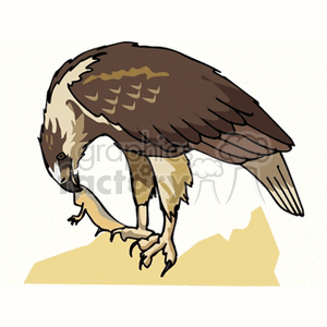 Hawk eating something held in its talons clipart. Royalty-free image # 130452