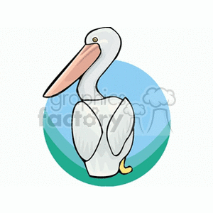 Backside view of a pelican