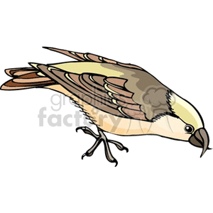 Brown crossbeak sparrow  clipart. Royalty-free image # 130651