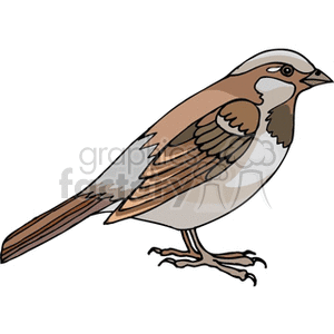 Brown common sparrow clipart. Royalty-free image # 130653