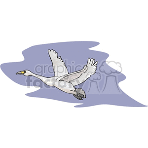 Flying white swan against gray skies
