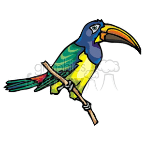 Brightly colored blue crested toucan clipart. Commercial use image # 130689