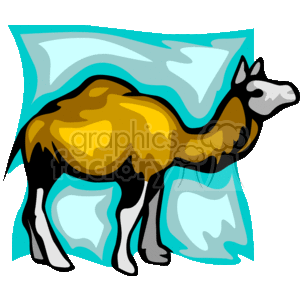 white faced camel in a teal background