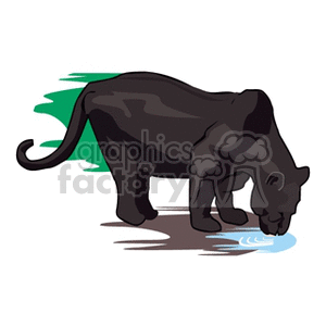 Black panther drinking out of a puddle clipart.