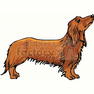 Red longhaired dachshund stands with its nose in the air clipart.