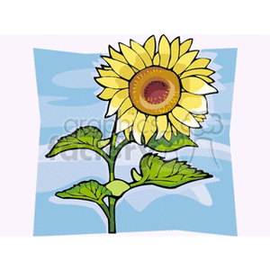 clipart - sunflower flower.