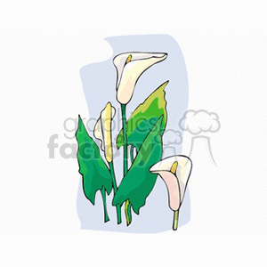 whiteflowers2 clipart. Royalty-free image # 151604
